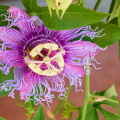 Passiflora and bee, San Antonio