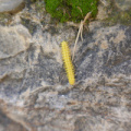 Caterpillar, Monte Albán