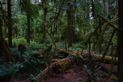 Rainforest, Cathedral Grove, Vancouver Island