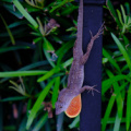Lizard on a pole, River Oaks, Houston