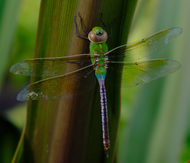 Dragonfly, Houston Botanic Garden