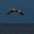 Pelican over Pirates Beach, Galveston