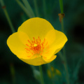 Yellow Flower, John Fairey Garden, Texas